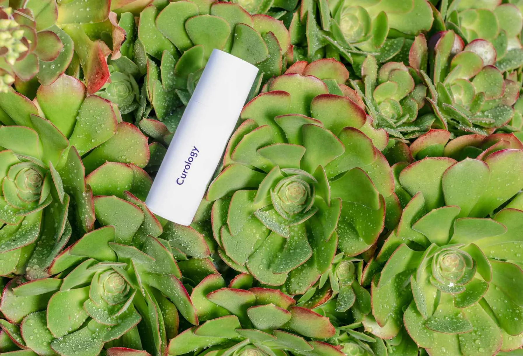Green Thumb Essentials: Tools Every Modern Gardener Needs